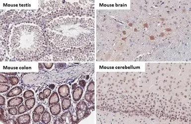 Immunohistochemistry (Formalin/PFA-fixed paraffin-embedded sections) - Anti-BRD9 antibody [HL1282] - BSA and Azide free (AB313843), expandable thumbnail