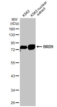 Western blot - Anti-BRD9 antibody [HL1282] - BSA and Azide free (AB313843), expandable thumbnail