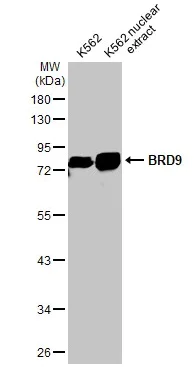 Western blot - Anti-BRD9 antibody [HL1282] - BSA and Azide free (AB313843)
