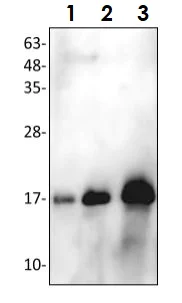 Western blot - Anti-BRDT antibody (AB286194)