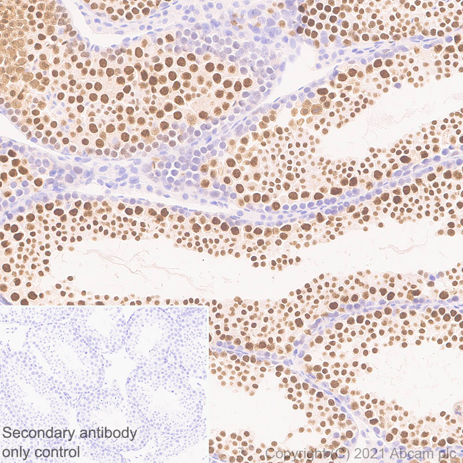 Immunohistochemistry (Formalin/PFA-fixed paraffin-embedded sections) - Anti-BRDT antibody [EPR25427-24] (AB288435), expandable thumbnail