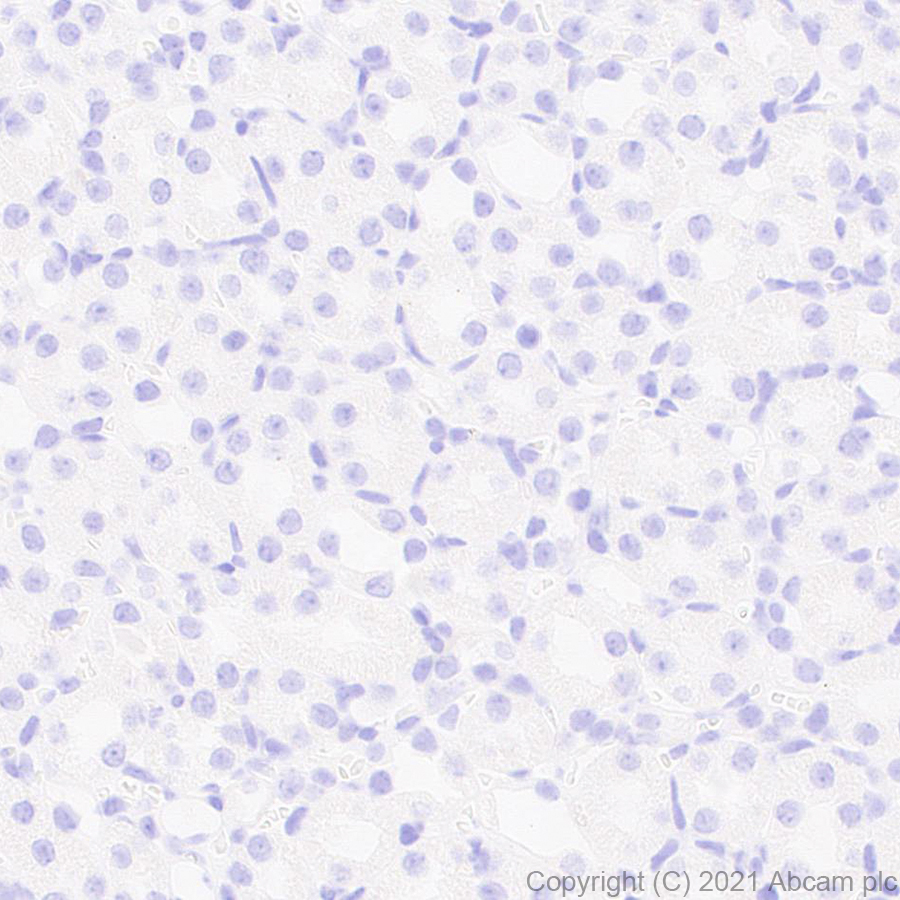 Immunohistochemistry (Formalin/PFA-fixed paraffin-embedded sections) - Anti-BRDT antibody [EPR25427-24] (ab288435), expandable thumbnail