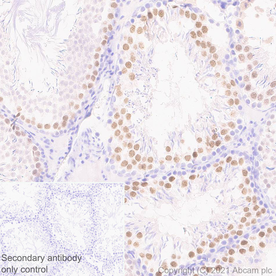 Immunohistochemistry (Formalin/PFA-fixed paraffin-embedded sections) - Anti-BRDT antibody [EPR25427-24] (AB288435), expandable thumbnail