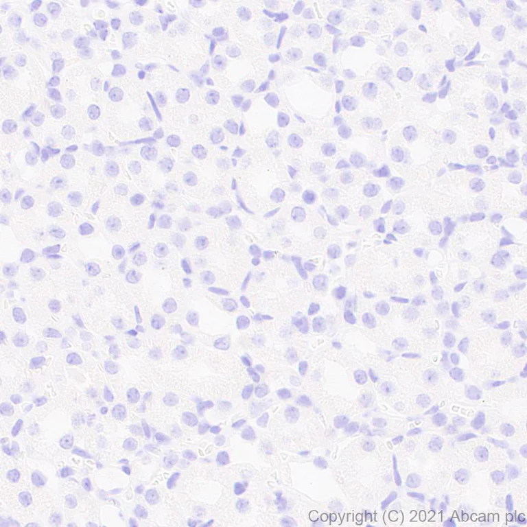 Immunohistochemistry (Formalin/PFA-fixed paraffin-embedded sections) - Anti-BRDT antibody [EPR25427-24] - BSA and Azide free (AB288442)