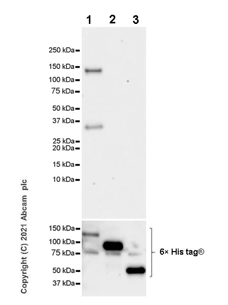 Western blot - Anti-BRDT antibody [EPR25427-24] - BSA and Azide free (AB288442)