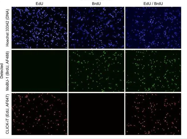 Functional Studies - BrdU (5-bromo-2'-deoxyuridine), Thymidine analog (AB142567)