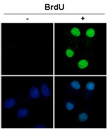 Immunocytochemistry/ Immunofluorescence - Anti-BrdU antibody (AB152095), expandable thumbnail