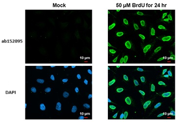 Immunocytochemistry/ Immunofluorescence - Anti-BrdU antibody (AB152095)