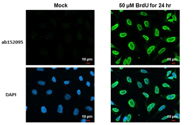 Immunocytochemistry/ Immunofluorescence - Anti-BrdU antibody (AB152095)