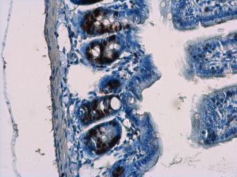 Immunohistochemistry (Formalin/PFA-fixed paraffin-embedded sections) - Anti-BrdU antibody (AB152095), expandable thumbnail