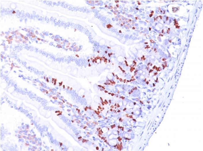 Immunohistochemistry (Formalin/PFA-fixed paraffin-embedded sections) - Anti-BrdU antibody [BRD.3] (AB270260)