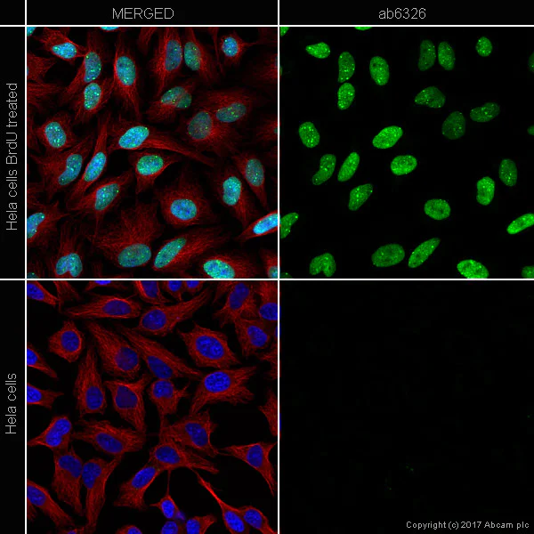 Immunocytochemistry/ Immunofluorescence - Anti-BrdU antibody [BU1/75 (ICR1)] - BSA and Azide free (AB264079)