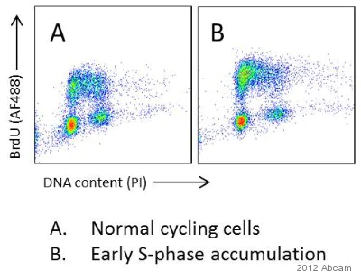 Flow Cytometry (Intracellular) - Anti-BrdU antibody [BU1/75 (ICR1)] - Proliferation Marker (AB6326)