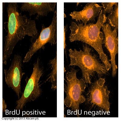 Immunocytochemistry/ Immunofluorescence - Anti-BrdU antibody [Bu20a] (AB136650)