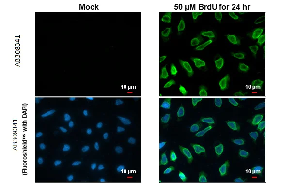 Immunocytochemistry/ Immunofluorescence - Anti-BrdU antibody [HL1111] (AB308341)