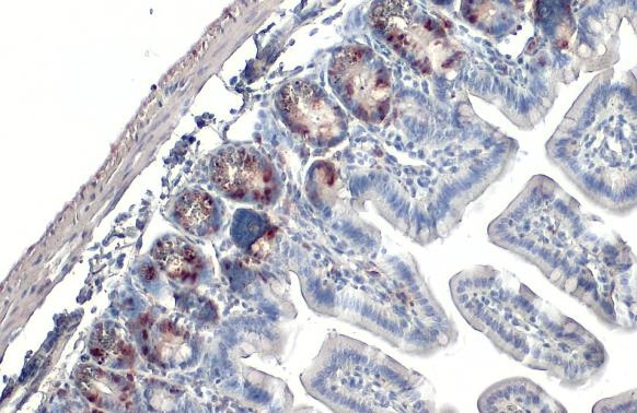 Immunohistochemistry (Formalin/PFA-fixed paraffin-embedded sections) - Anti-BrdU antibody [HL1111] (AB308341), expandable thumbnail