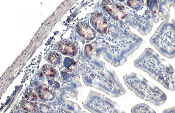 Immunohistochemistry (Formalin/PFA-fixed paraffin-embedded sections) - Anti-BrdU antibody [HL1111] (AB308341)