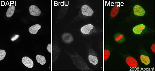 Immunocytochemistry/ Immunofluorescence - Anti-BrdU antibody [IIB5] (AB8152), expandable thumbnail