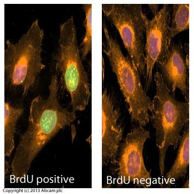 Immunocytochemistry/ Immunofluorescence - Anti-BrdU antibody [MoBu-1] (AB8039)