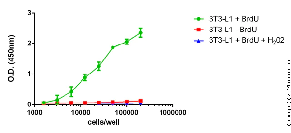 Indirect ELISA - BrdU Cell Proliferation ELISA Kit (colorimetric) (AB126556)