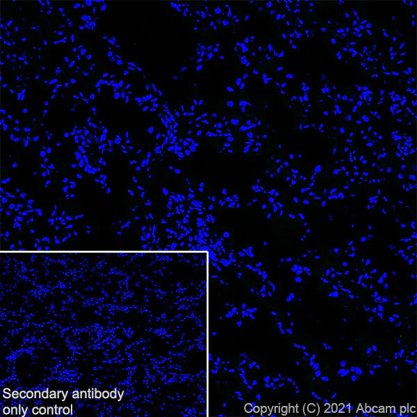 Immunohistochemistry (Frozen sections) - Anti-Brevican antibody [EPR25743-59] (AB285162)