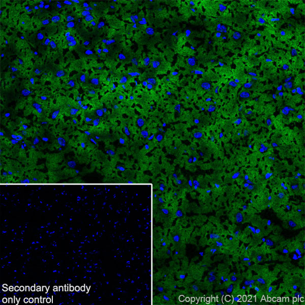 Immunohistochemistry (Frozen sections) - Anti-Brevican antibody [EPR25743-59] (ab285162), expandable thumbnail