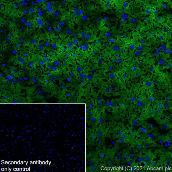 Immunohistochemistry (Frozen sections) - Anti-Brevican antibody [EPR25743-59] (AB285162)