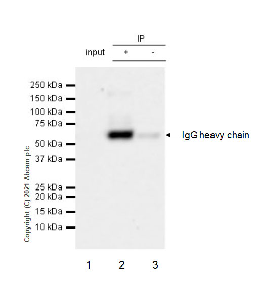 Immunoprecipitation - Anti-Brevican antibody [EPR25743-59] (AB285162), expandable thumbnail