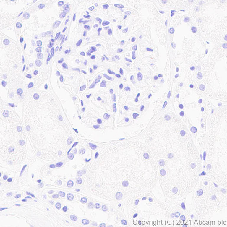 Immunohistochemistry (Formalin/PFA-fixed paraffin-embedded sections) - Anti-Brevican antibody [EPR25743-59] - BSA and Azide free (AB285169)