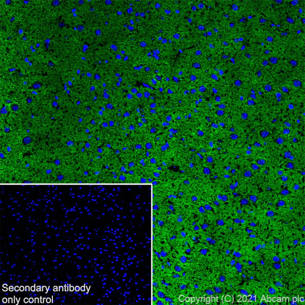 Immunohistochemistry (Frozen sections) - Anti-Brevican antibody [EPR25743-59] - BSA and Azide free (AB285169)