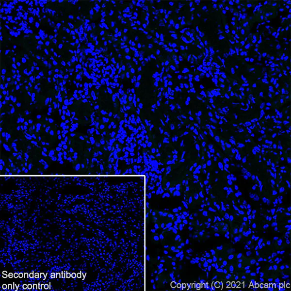 Immunohistochemistry (Frozen sections) - Anti-Brevican antibody [EPR25743-59] - BSA and Azide free (AB285169)