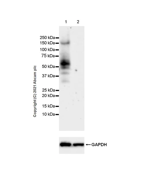 Western blot - Anti-Brevican antibody [EPR25743-59] - BSA and Azide free (AB285169)