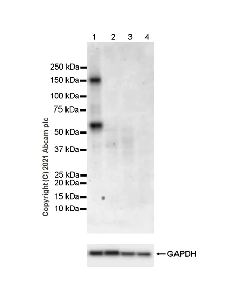 Western blot - Anti-Brevican antibody [EPR25743-59] - BSA and Azide free (AB285169)