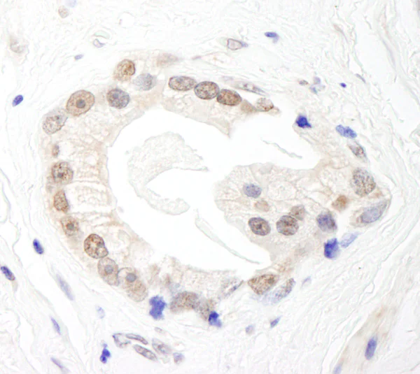 Immunohistochemistry (Formalin/PFA-fixed paraffin-embedded sections) - Anti-BRF1 antibody (AB74221)
