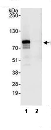 Immunoprecipitation - Anti-BRF1 antibody (AB74221)
