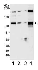 Western blot - Anti-BRF1 antibody (AB74221)