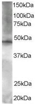 Western blot - Anti-BRF2 antibody (AB17011)