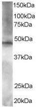 Western blot - Anti-BRF2 antibody (AB17011)