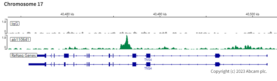 ChIC/CUT&RUN sequencing - Anti-BRG1 antibody [EPNCIR111A] (ab110641), expandable thumbnail