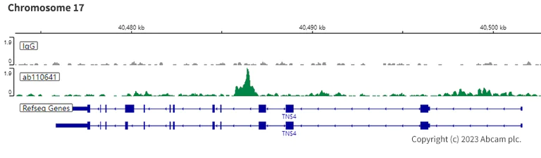 ChIC/CUT&RUN sequencing - Anti-BRG1 antibody [EPNCIR111A] (AB110641)
