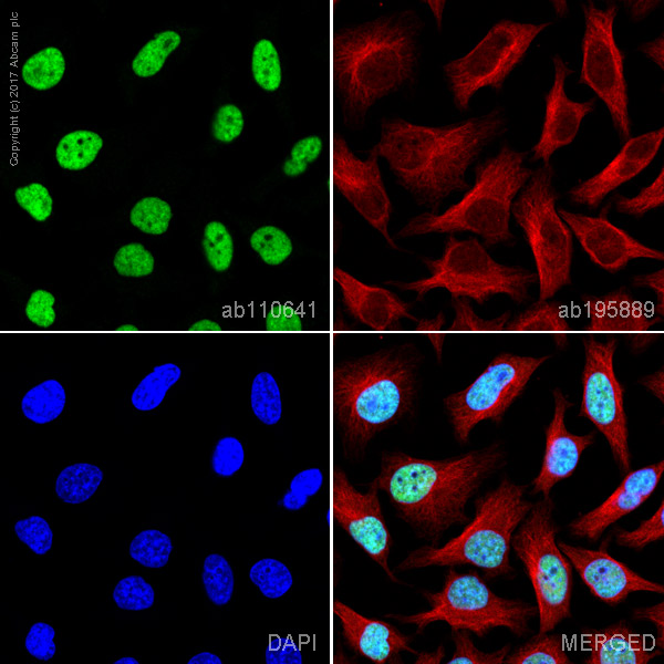 Immunocytochemistry/ Immunofluorescence - Anti-BRG1 antibody [EPNCIR111A] (AB110641), expandable thumbnail