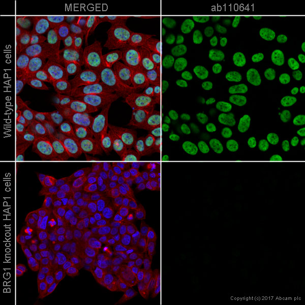 Immunocytochemistry/ Immunofluorescence - Anti-BRG1 antibody [EPNCIR111A] (ab110641), expandable thumbnail