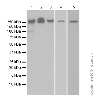 Western blot - Anti-BRG1 antibody [EPNCIR111A] (ab110641), expandable thumbnail