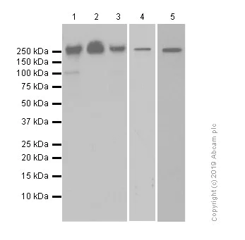 Western blot - Anti-BRG1 antibody [EPNCIR111A] (AB110641)