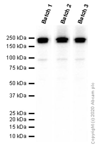Western blot - Anti-BRG1 antibody [EPNCIR111A] (ab110641), expandable thumbnail