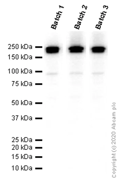 Western blot - Anti-BRG1 antibody [EPNCIR111A] (AB110641)