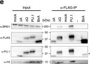 Western blot - Anti-BRG1 antibody [EPNCIR111A] (ab110641), expandable thumbnail