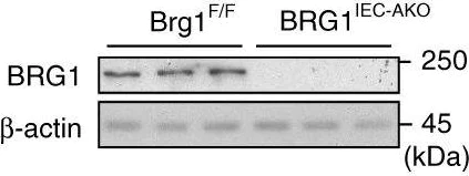 Western blot - Anti-BRG1 antibody [EPNCIR111A] (AB110641)