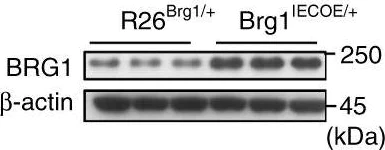 Western blot - Anti-BRG1 antibody [EPNCIR111A] (AB110641)