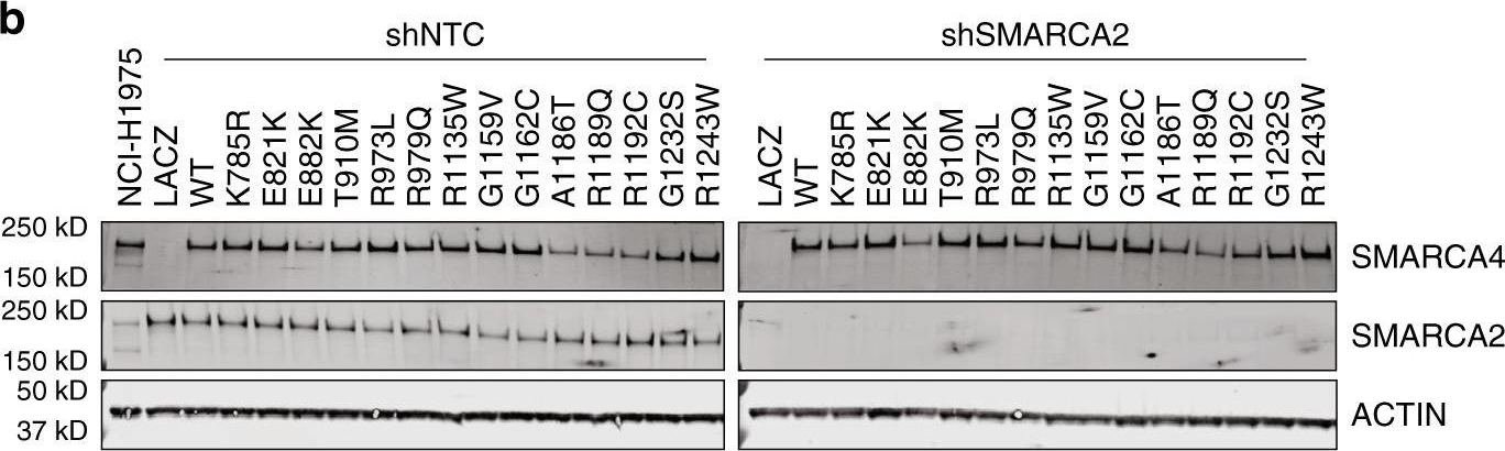 Western blot - Anti-BRG1 antibody [EPNCIR111A] (ab110641), expandable thumbnail